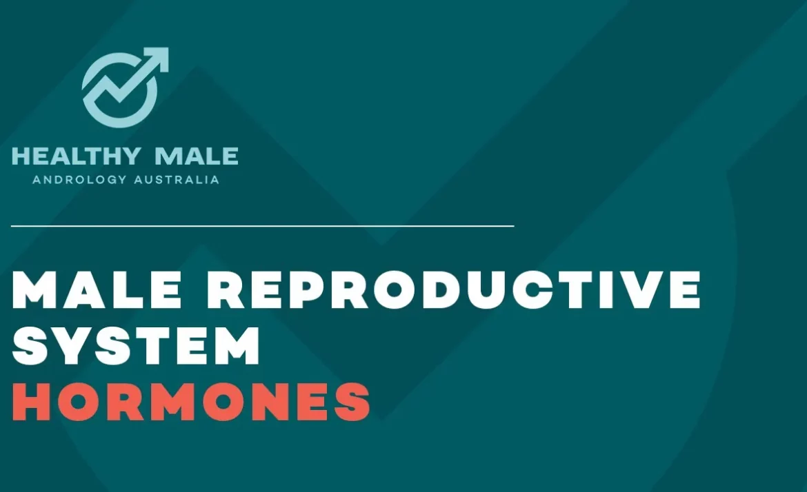fact sheet of male reproductive system hormones