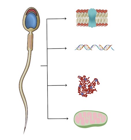 a diagram of sperm
