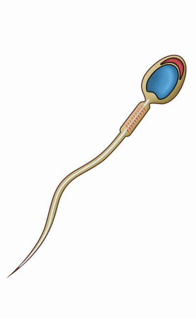 Sperm structure